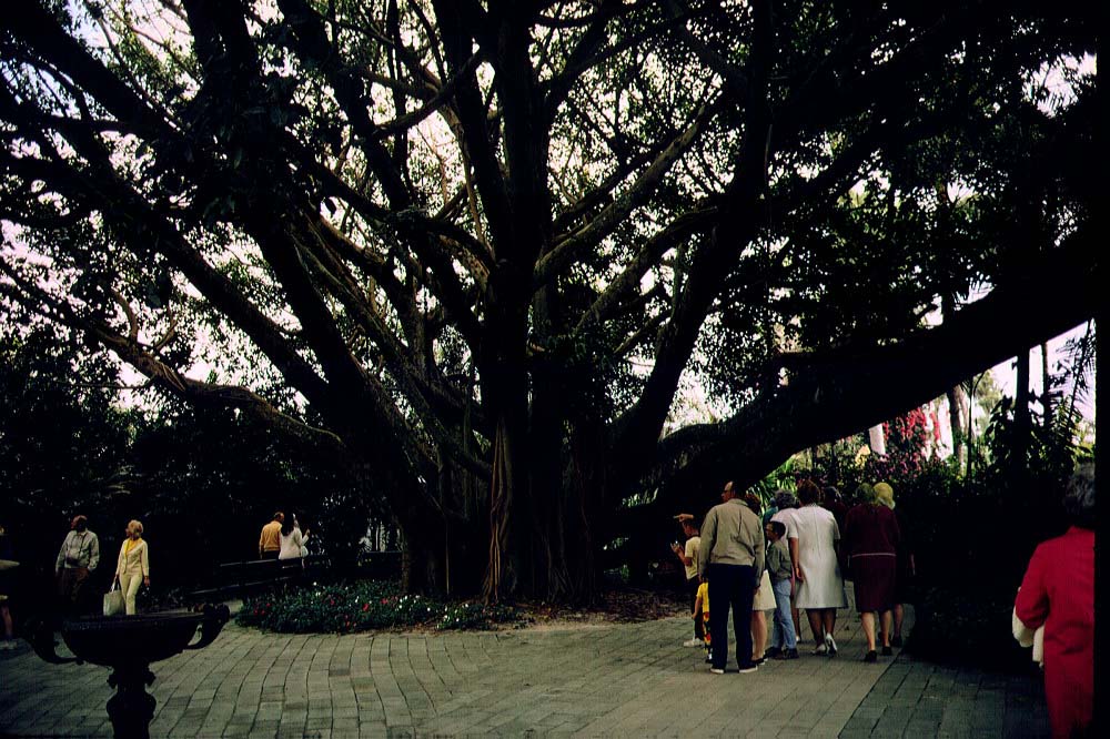 banyan