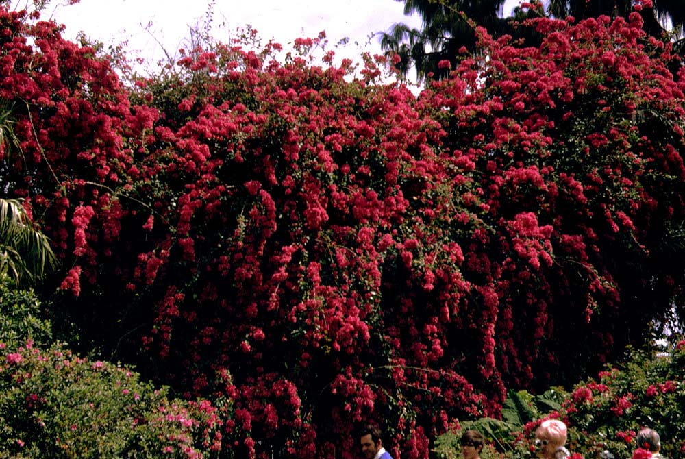 flowershrub