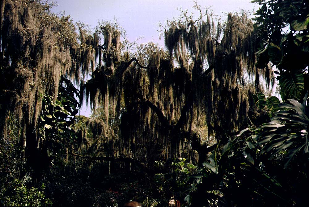 spanishmoss