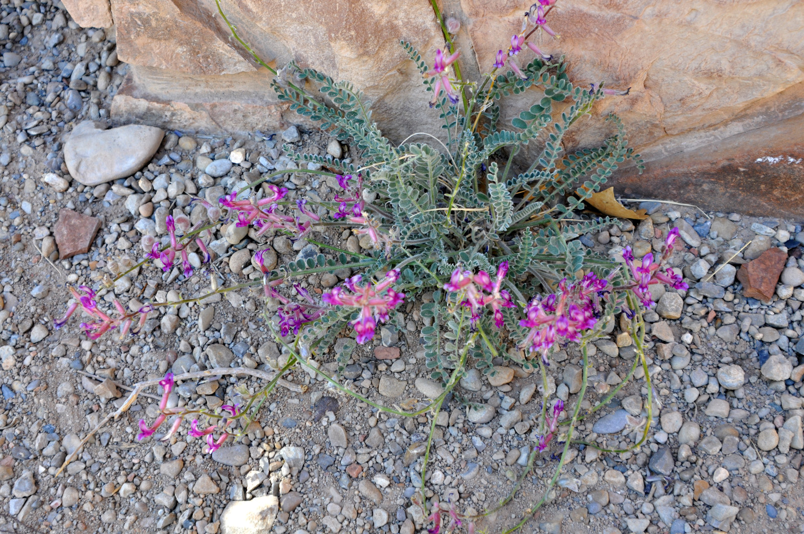 WildFlowers2